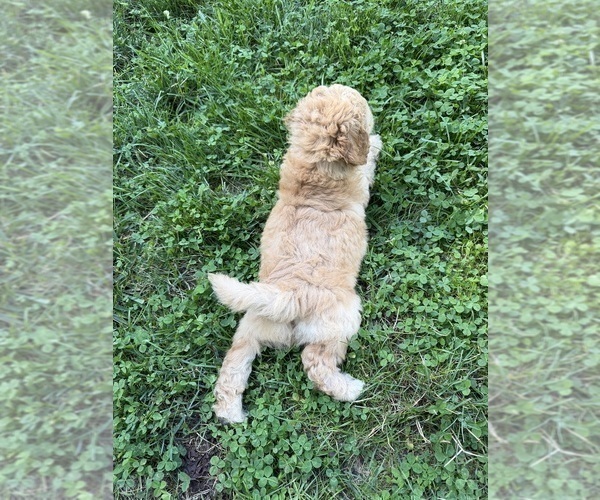 Medium Photo #8 Aussiedoodle Puppy For Sale in ASHEVILLE, NC, USA