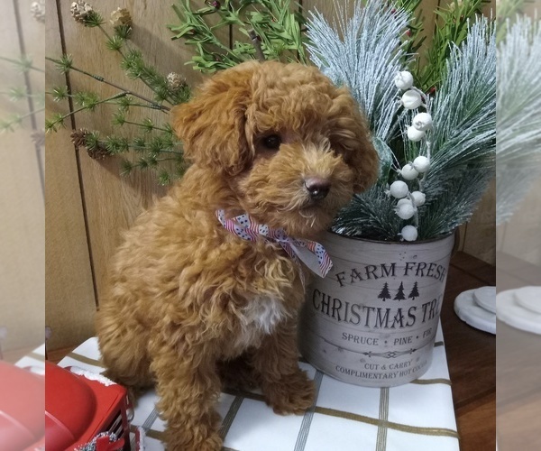 Medium Photo #7 Poodle (Toy) Puppy For Sale in MILFORD, IN, USA