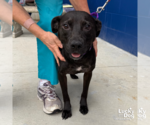 Small #1 Labrador Retriever Mix