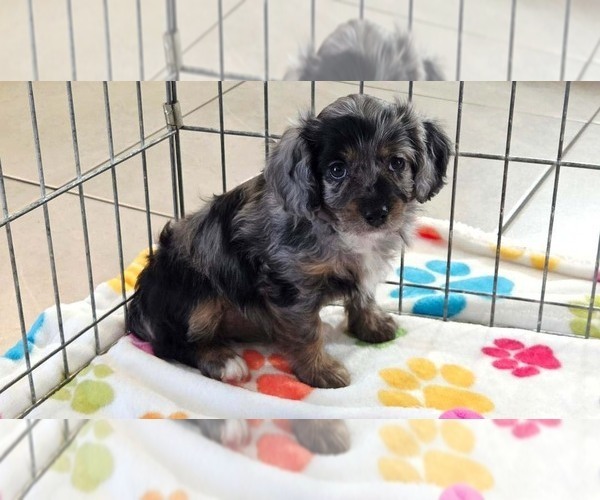 Medium Photo #7 Cavapoo (Miniature)-Poodle (Toy) Mix Puppy For Sale in ORO VALLEY, AZ, USA