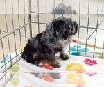 Willow - Female Cavapoo (Miniature)-Poodle (Toy) Mix Puppy for Sale - Photo #7