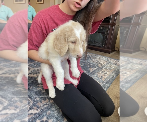 Medium Photo #3 F2 Aussiedoodle-Goldendoodle Mix Puppy For Sale in JESUP, GA, USA