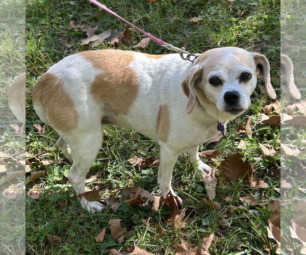 Medium Photo #3 Beagle-Chihuahua Mix Puppy For Sale in Batavia, OH, USA