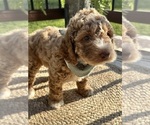 Small Photo #11 Goldendoodle (Miniature) Puppy For Sale in OWENSBORO, KY, USA