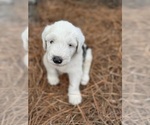 Puppy Puppy 1 brodie Old English Sheepdog