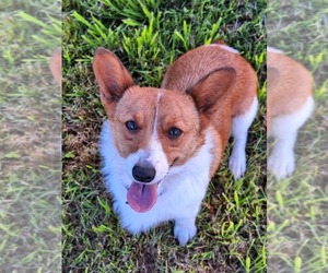 Mother of the Pembroke Welsh Corgi puppies born on 09/13/2025