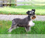 Small Photo #1 Schnauzer (Miniature) Puppy For Sale in SYRACUSE, IN, USA
