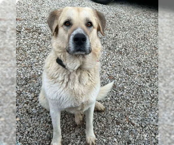 Medium Photo #1 Anatolian Shepherd-Great Pyrenees Mix Puppy For Sale in Higley, AZ, USA