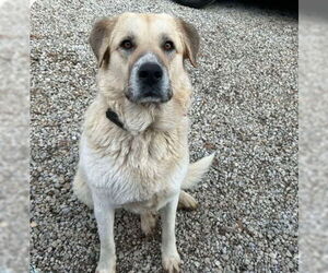 Anatolian Shepherd-Great Pyrenees Mix Dogs for adoption in Higley, AZ, USA