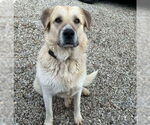 Small Anatolian Shepherd-Great Pyrenees Mix