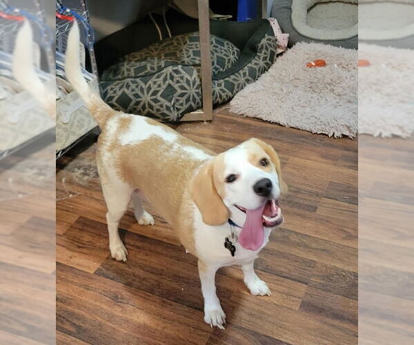 Medium Photo #12 Beagle Puppy For Sale in Las Vegas, NV, USA