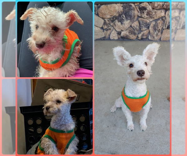 Medium Photo #1 Miniature Schnauzer-Poodle (Toy) Mix Puppy For Sale in SAN JOSE, CA, USA