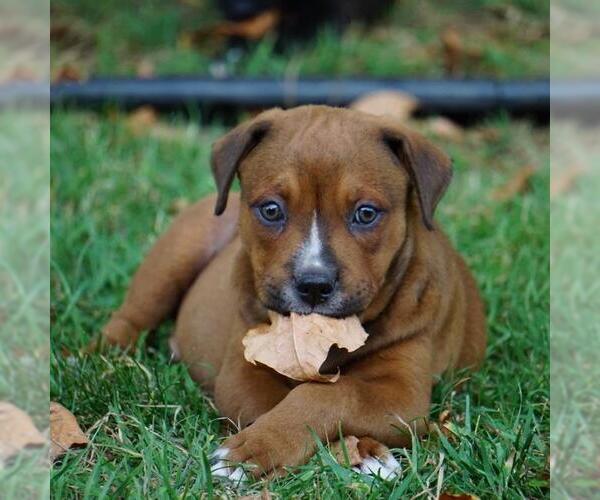 Medium Photo #3 Labrador Retriever-Unknown Mix Puppy For Sale in San Diego, CA, USA