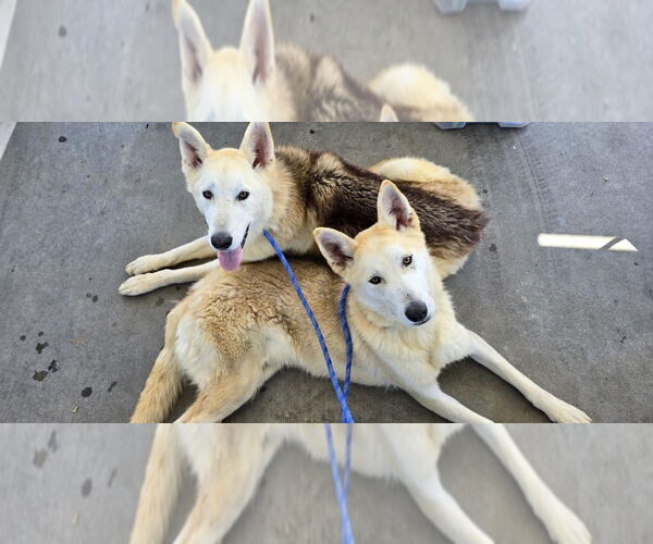 Medium Photo #2 Huskies -Unknown Mix Puppy For Sale in Newport Beach, CA, USA