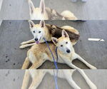 Small #1 Huskies  Mix