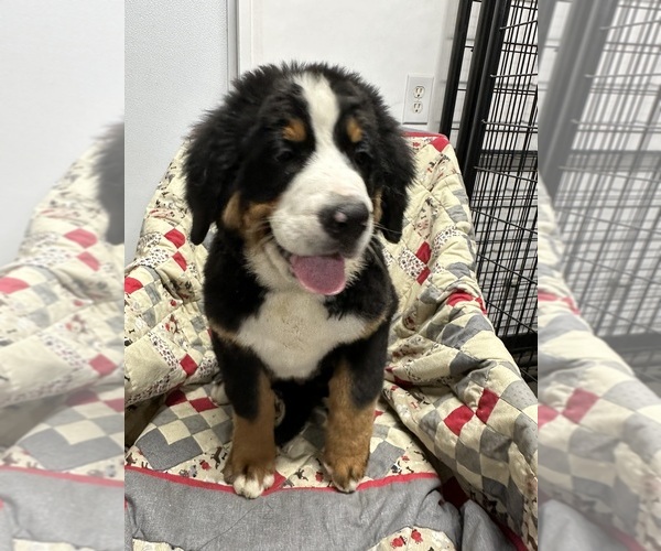 Medium Photo #1 Bernese Mountain Dog Puppy For Sale in ENON, OH, USA