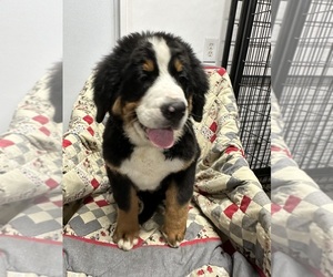 Bernese Mountain Dog Puppy for sale in ENON, OH, USA