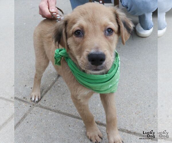 Medium Photo #3 Colonial Cocker Spaniel-Unknown Mix Puppy For Sale in Washington, DC, USA