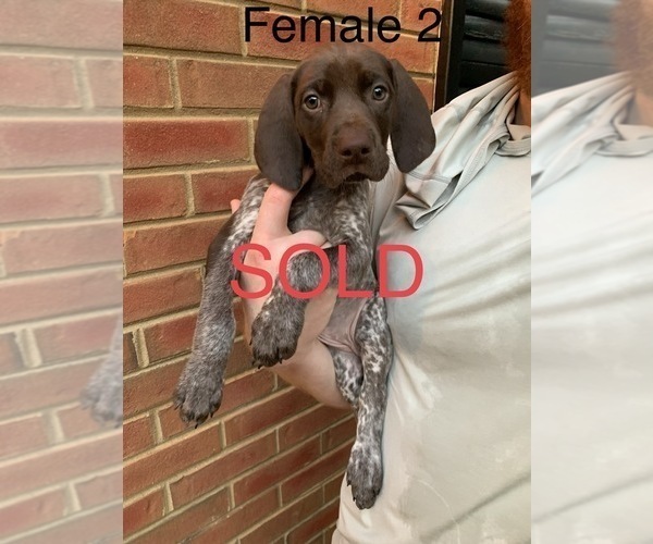 Medium Photo #23 German Shorthaired Pointer Puppy For Sale in MARIETTA, GA, USA