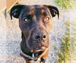 Small #1 Labrador Retriever Mix