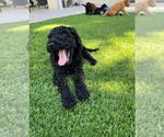 Small #5 Doodle-Goldendoodle Mix