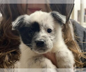 - Mix Dogs for adoption in Lewistown, PA, USA