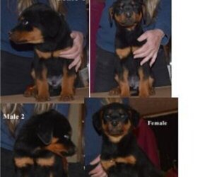 Rottweiler Puppy for sale in ROCKWELL, NC, USA