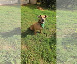Small #2 Mutt