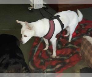 Lizzy - sweet, sweet senior - Female Chihuahua Dog for Adoption - Photo #5