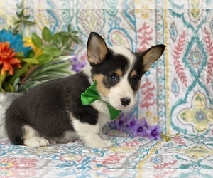 Pembroke Welsh Corgi Puppy for sale in LANCASTER, PA, USA