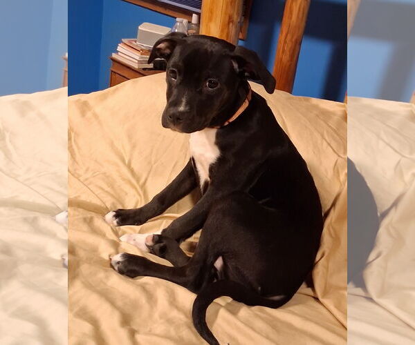 Medium Photo #2 Mutt Puppy For Sale in Brooklyn Center, MN, USA