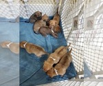 Small Photo #9 Phu Quoc (Vietnam Island) Ridgeback Puppy For Sale in HELOTES, TX, USA
