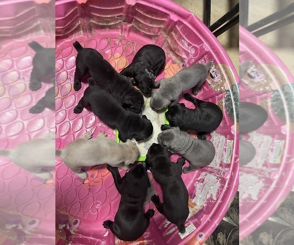 Medium Photo #1 Cane Corso Puppy For Sale in CHERRYVILLE, MO, USA