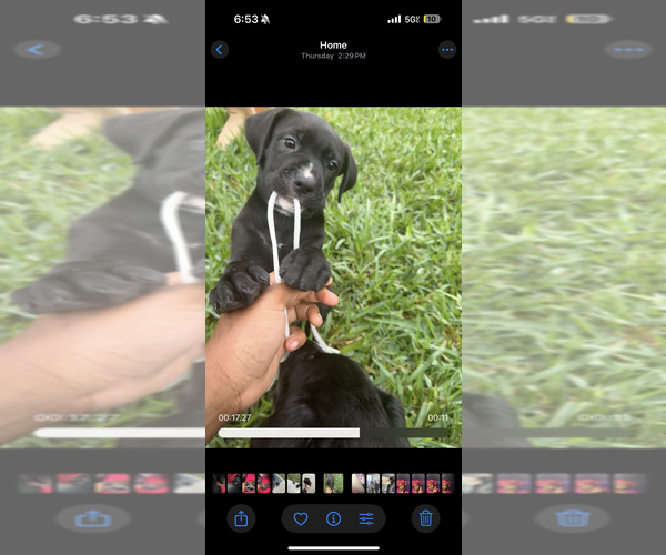 Medium Photo #4 Cane Corso-German Shepherd Dog Mix Puppy For Sale in SPRING, TX, USA