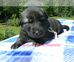 Small #1 German Shepherd Dog