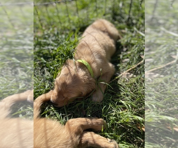 Medium Photo #9 Golden Retriever Puppy For Sale in SUMMERVILLE, SC, USA