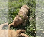 Small Photo #9 Golden Retriever Puppy For Sale in SUMMERVILLE, SC, USA