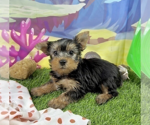 Medium Photo #12 Yorkshire Terrier Puppy For Sale in CASSVILLE, MO, USA