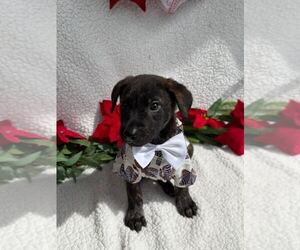 Labrador Retriever-Unknown Mix Dogs for adoption in Silver Spring, MD, USA