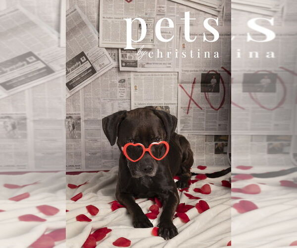 Medium Photo #6 Labrottie Puppy For Sale in Foristell, MO, USA