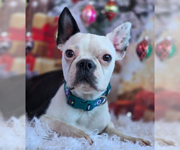 Medium Photo #2 Boston Terrier Puppy For Sale in Chino Hills, CA, USA