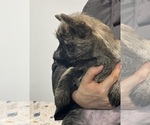 Small Photo #5 Cairn Terrier Puppy For Sale in Targu-Mures, Mures, Romainia