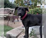 Small Photo #30 Labrador Retriever-Unknown Mix Puppy For Sale in San Diego, CA, USA
