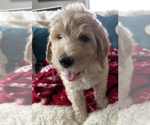 Goldendoodle (Miniature) Puppy for sale in PENSACOLA, FL, USA