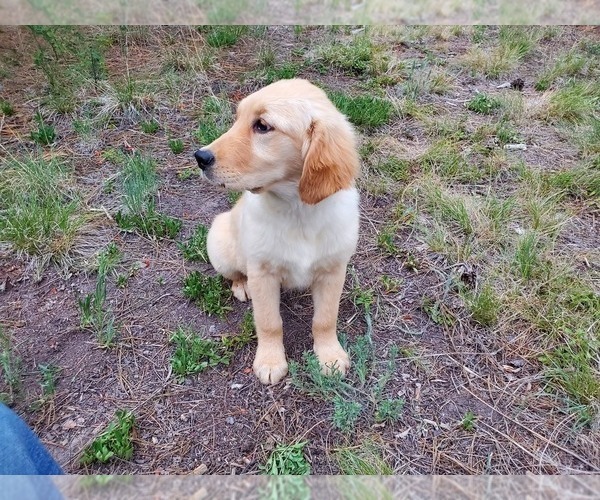 Medium Photo #10 Golden Retriever Puppy For Sale in PEYTON, CO, USA