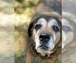 Small #11 Mutt