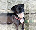 Small #7 American Pit Bull Terrier-Labrador Retriever Mix