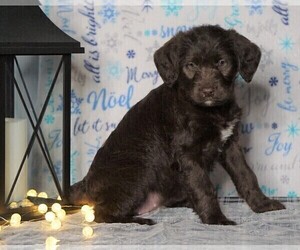 Labradoodle-Poodle (Standard) Mix Puppy for sale in FREDERICKSBG, OH, USA