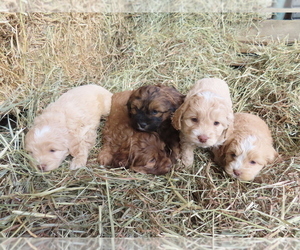 Cocker Spaniel-Poodle (Miniature) Mix Puppy for sale in BUCKLIN, MO, USA