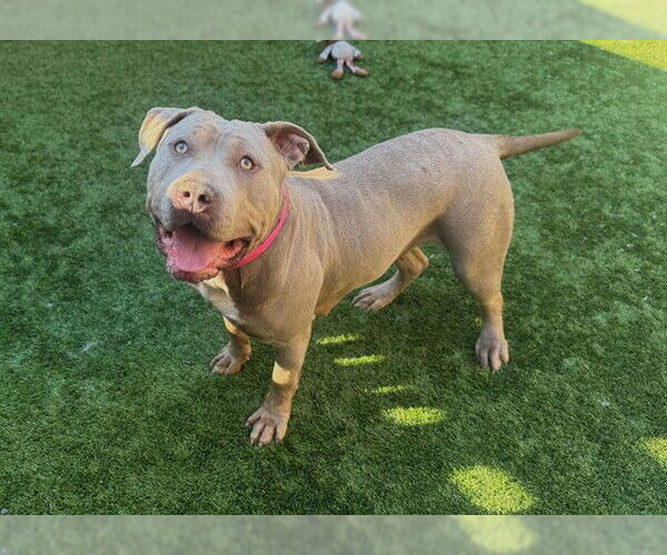 Medium Photo #2 Mutt Puppy For Sale in Moreno Valley, CA, USA